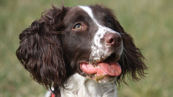 English Springer Spaniel