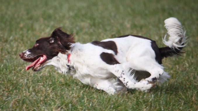 English Springer Spaniel