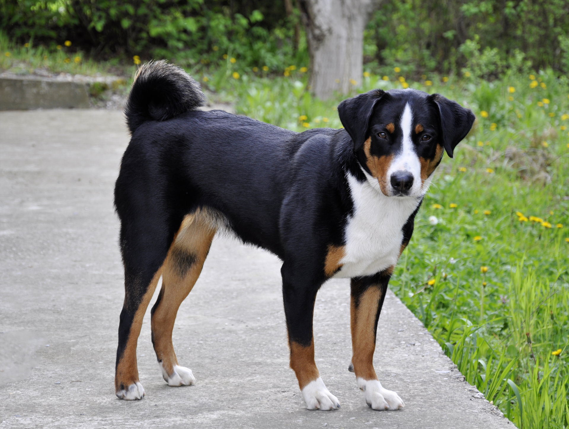 Entlebucher Sennenhund ›