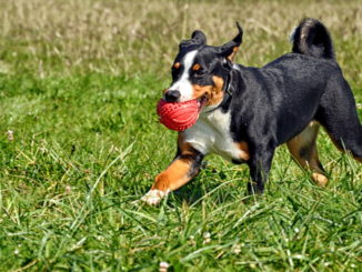 Entlebucher Sennenhund