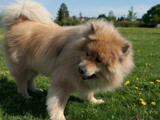 Eurasier