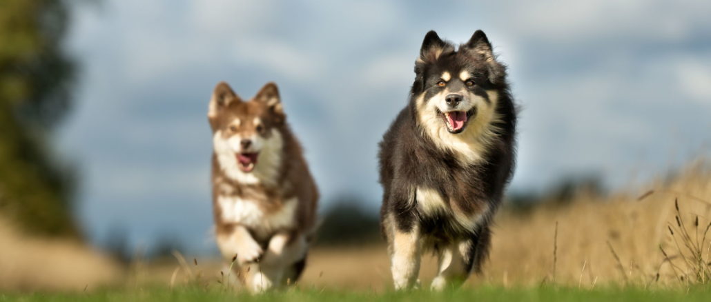 Finnische Lapphunde