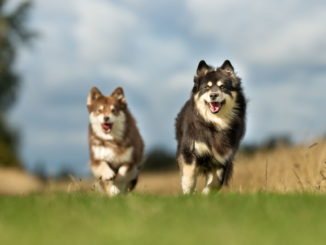 Finnische Lapphunde