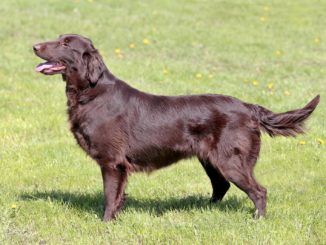 Flat-Coated Retriever