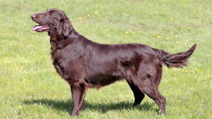 Flat-Coated Retriever