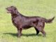 Flat-Coated Retriever