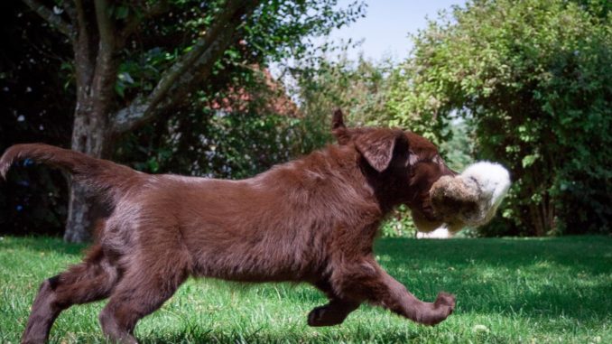 Flat-Coated Retriever lederbraun