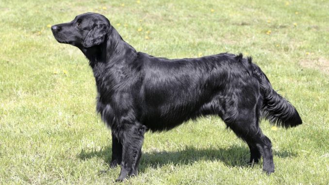 Flat-Coated Retriever schwarz