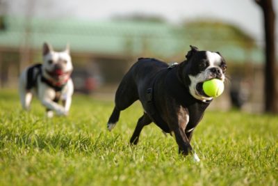 Französische Bulldogge laufend