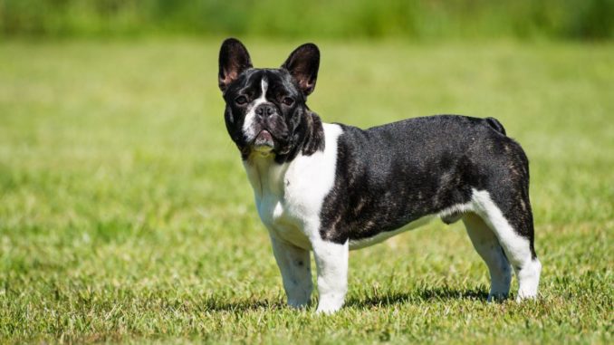 Französische Bulldogge