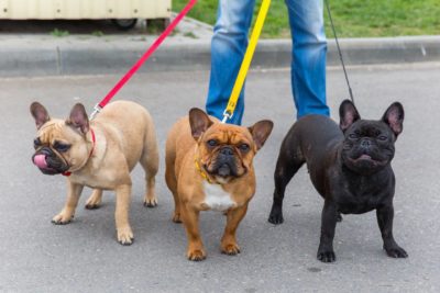 Französische Bulldogge verschiedene Farben