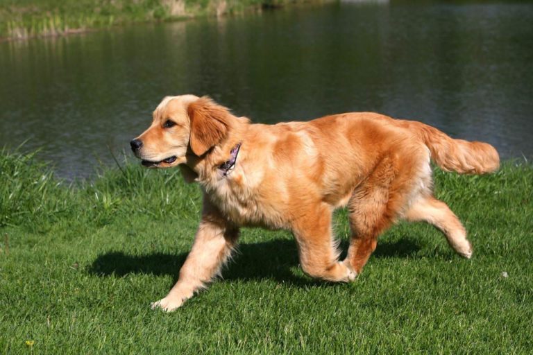 Golden Retriever › Hunde-Info.de - GolDen Retriever 768x512
