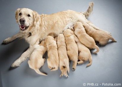 Golden Retriever Hündin mit Welpen