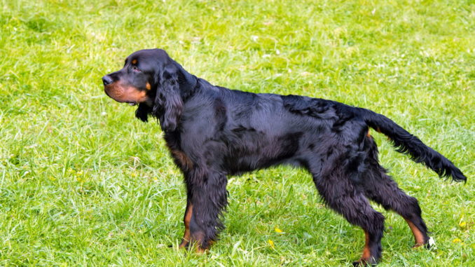 Gordon-Setter Gordon-Setter