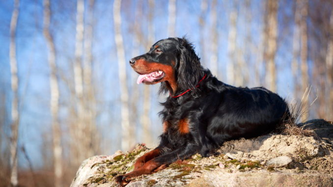 Gordon-Setter