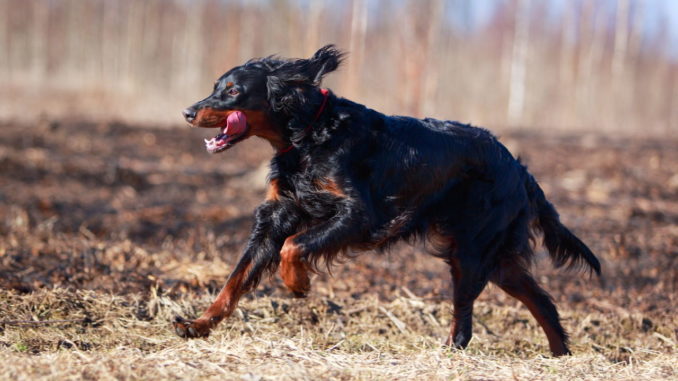 Gordon-Setter