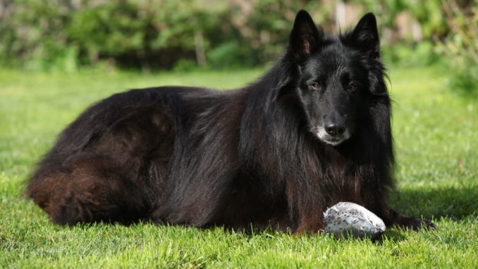 Groenendael