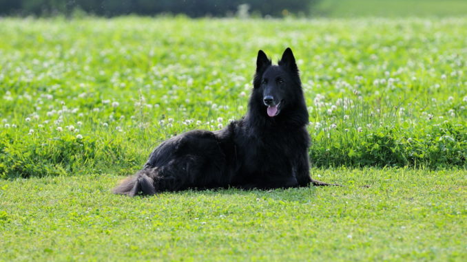 Groenendael Belgische Schäferhunde Groenendael Belgische Schäferhunde