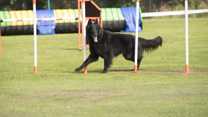 Groenendael Belgischer Schäferhund