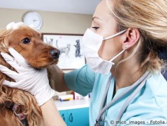 Hund beim Tierarzt