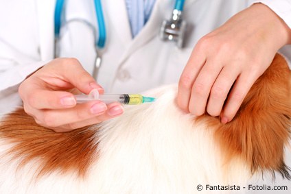 Hund beim Tierarzt mit Spritze
