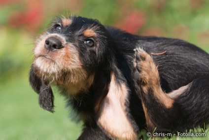 Kratzen beim Hund