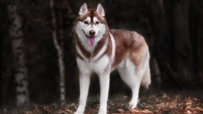 Husky