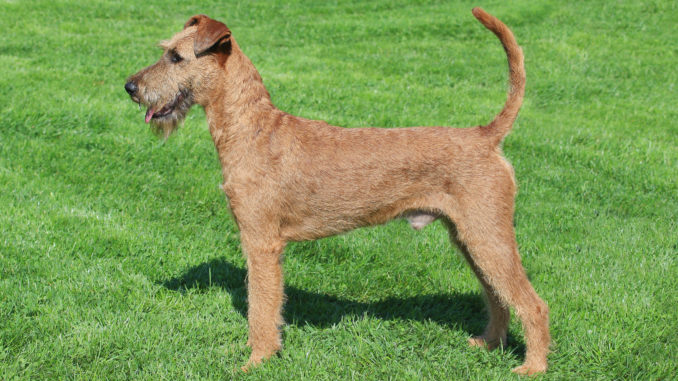Irish Terrier Irish Terrier