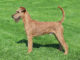 Irish Terrier