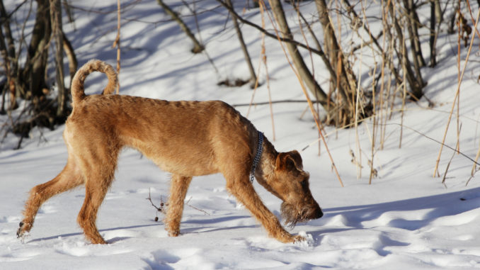 Irish Terrier im Schnee