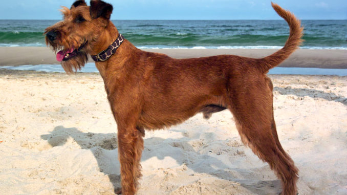 Irish Terrier am Strand