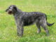 Irish Wolfhound