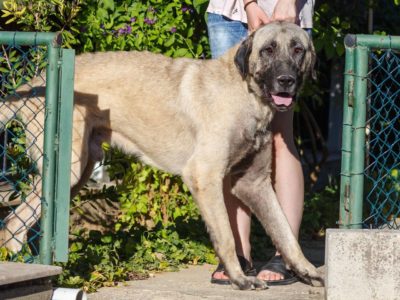 Kangal