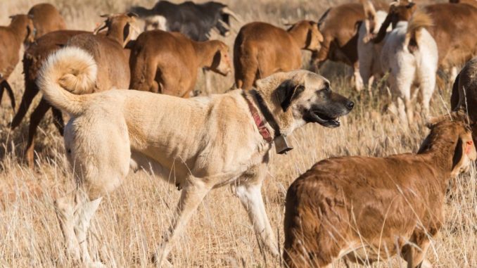 Kangal Hirtenhund