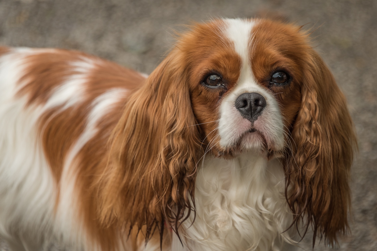 King Charles Spaniel › Hunde-Info.de