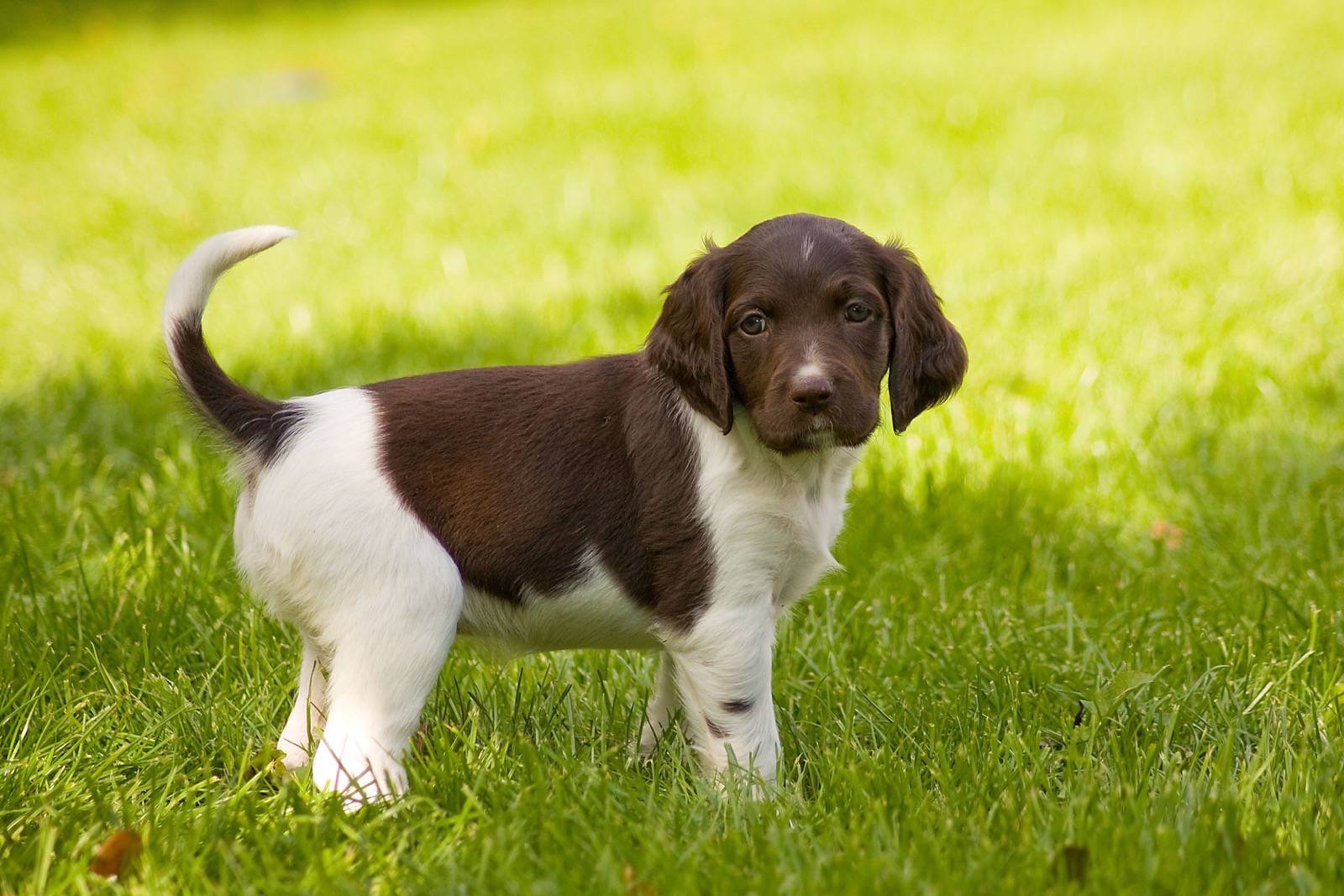 Münsterländer: A Versatile and Loyal Dog Breed Münsterländer: A Versatile and Loyal Dog Breed