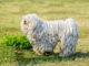 Komondor