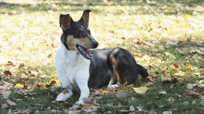 Kurzhaariger Collie