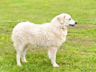 Kuvasz