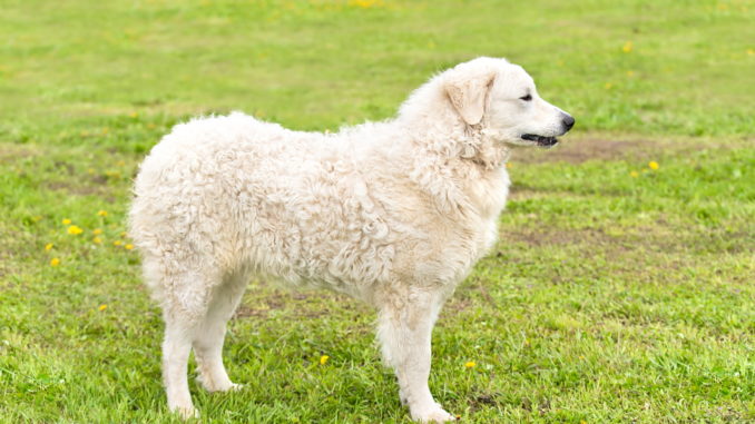 Kuvasz