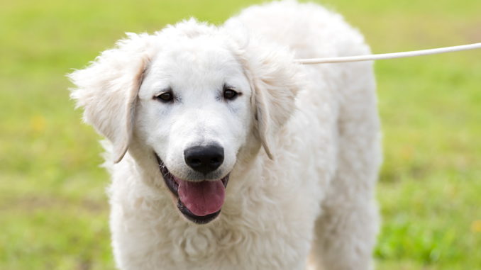 Kuvasz