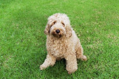 Labradoodle beige