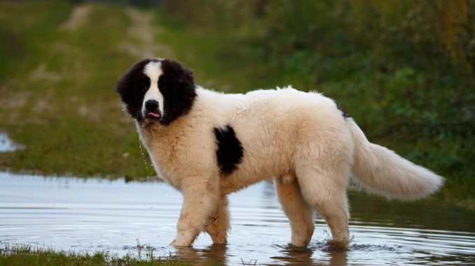 Landseer