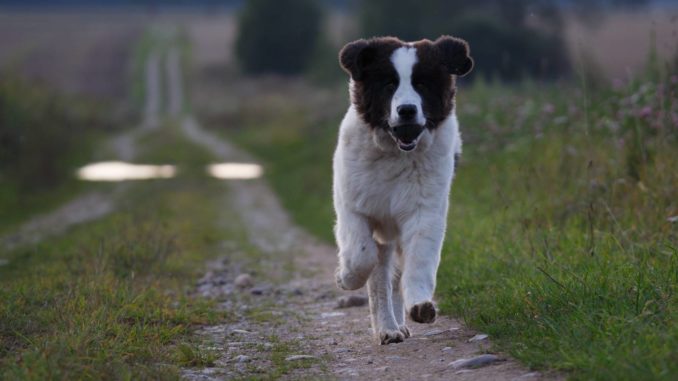 Landseer rennend