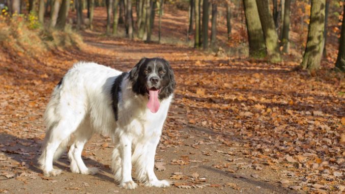 Landseer im Wald