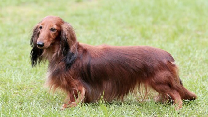 Langhaardackel Dachshund