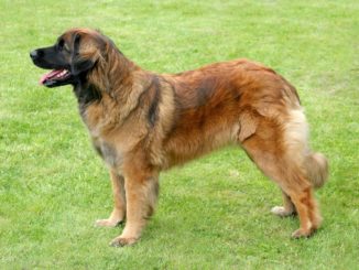 Leonberger