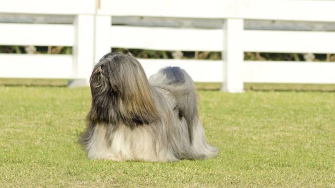 Lhasa Apso Löwenhund