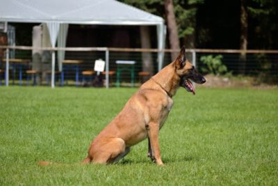 Malinois Belgischer Schäferhund