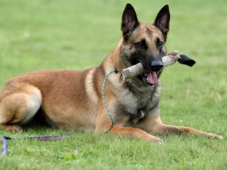 Malinois Belgischer Schäferhund